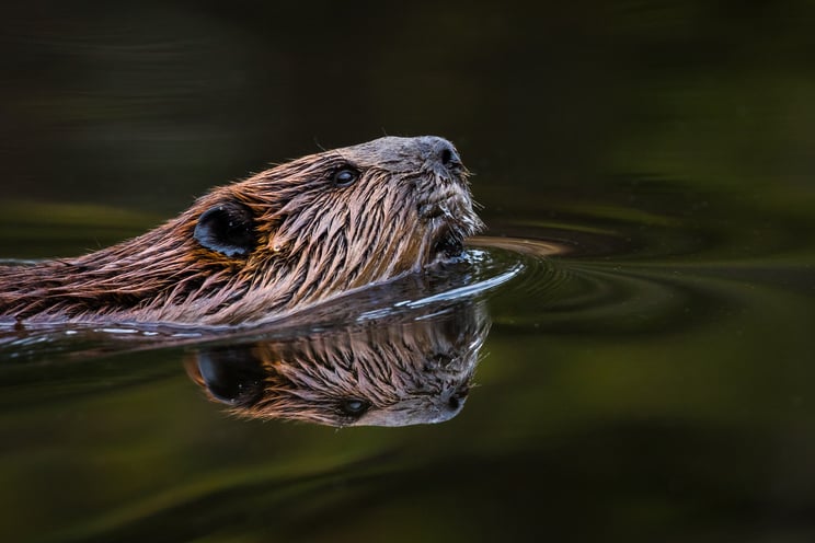 North American Beaver Swimming on Water