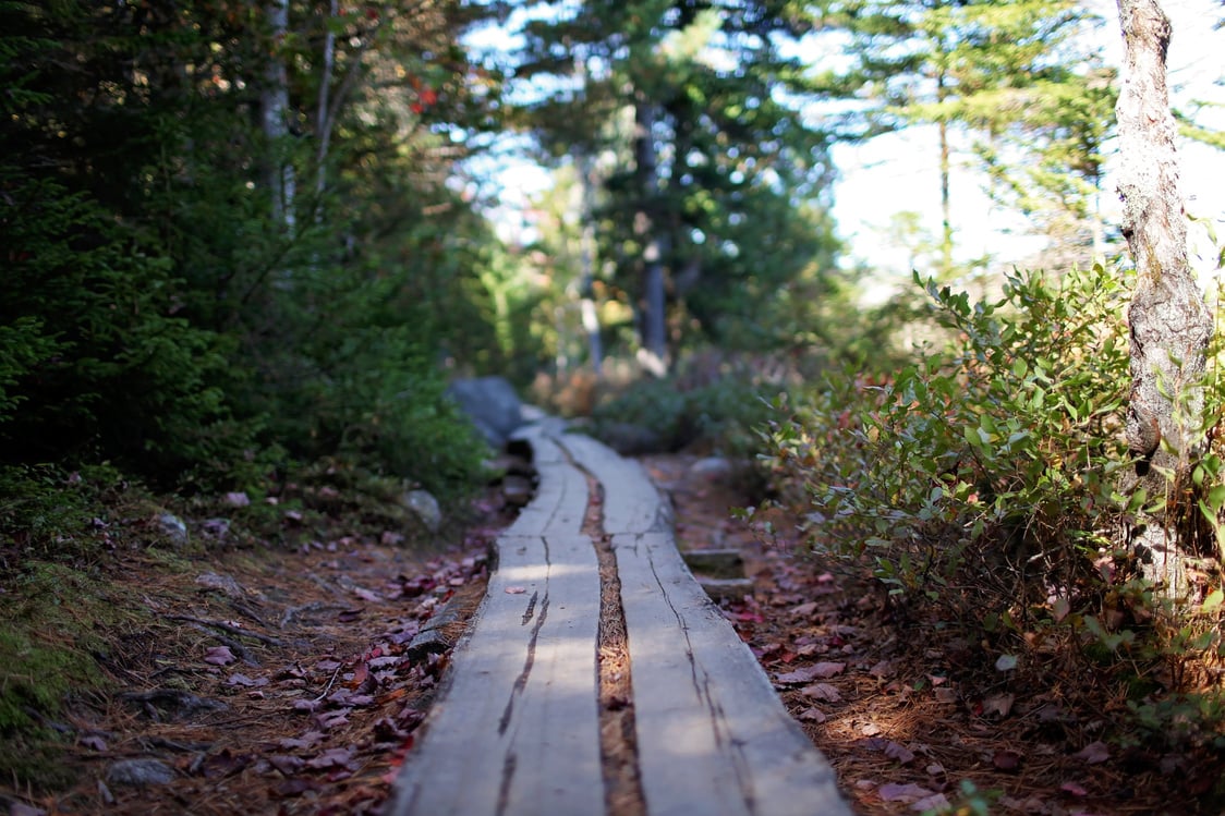 Wooden path in green forest on sunny day