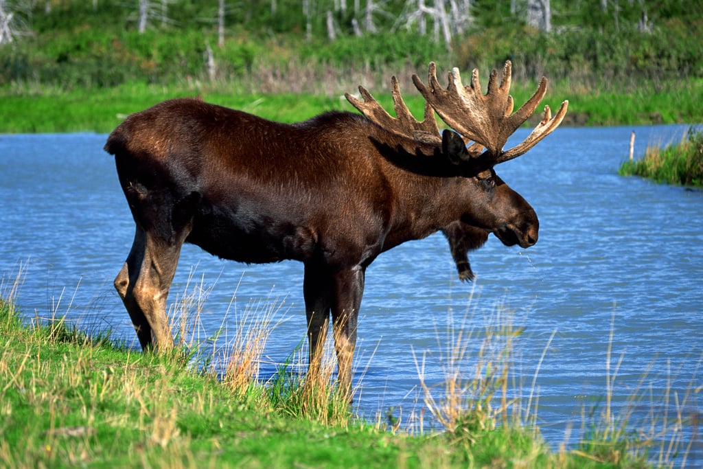 Moose by water